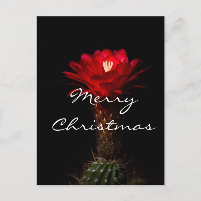 Red torch cactus flower, Merry Christmas Holiday Postcard (Front)