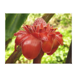 Red Torch Ginger Tropical Flower Photography Canvas Print
