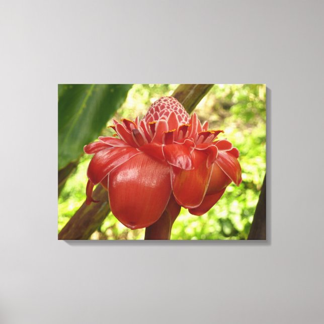 Red Torch Ginger Tropical Flower Photography Canvas Print (Front)