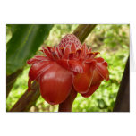 Red Torch Ginger Tropical Flower Photography Card