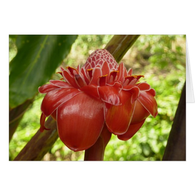 Red Torch Ginger Tropical Flower Photography Cards (Front Horizontal)