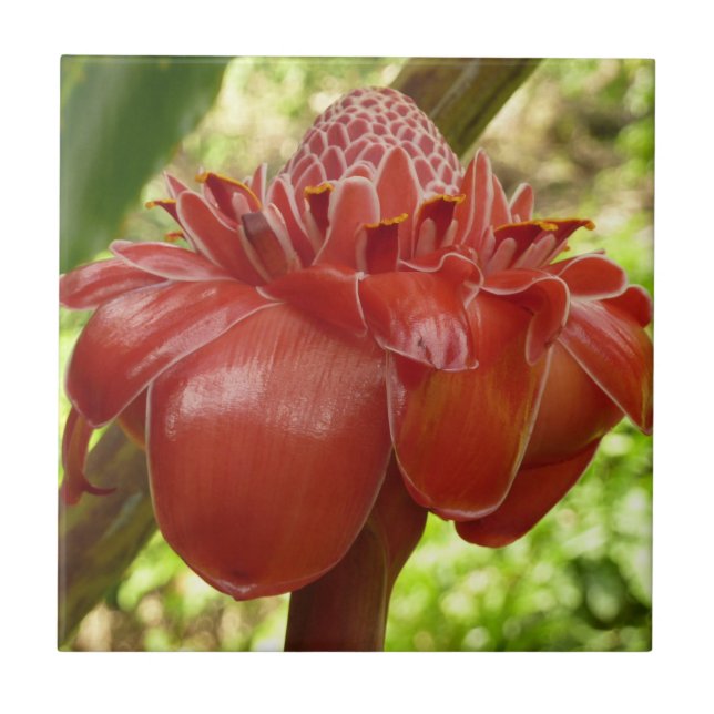 Red Torch Ginger Tropical Flower Photography Ceramic Tile (Front)