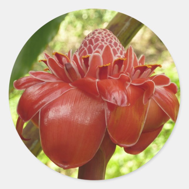 Red Torch Ginger Tropical Flower Photography Classic Round Sticker (Front)