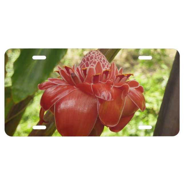 Red Torch Ginger Tropical Flower Photography License Plate (Front)