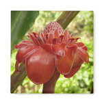 Red Torch Ginger Tropical Flower Photography Magnet