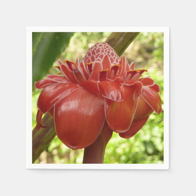 Red Torch Ginger Tropical Flower Photography Napkins (Front)