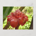 Red Torch Ginger Tropical Flower Photography Postcard