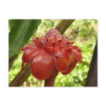 Red Torch Ginger Tropical Flower Photography Postcard