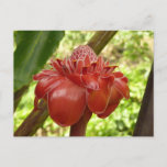 Red Torch Ginger Tropical Flower Photography Postcard