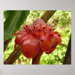 Red Torch Ginger Tropical Flower Photography Poster