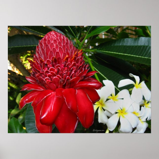 Red Torch Ginger White Plumaria Flowers Posters (Front)