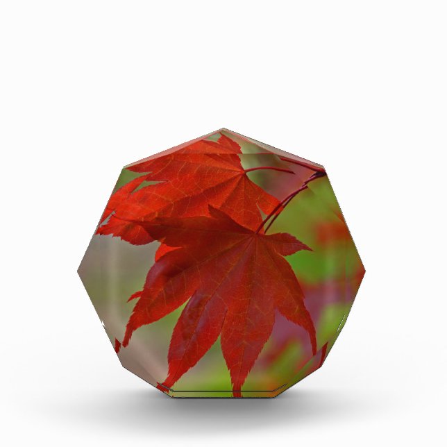 Red Tree Leaves Award (Front)
