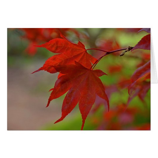 Red Tree Leaves Cards (Front Horizontal)