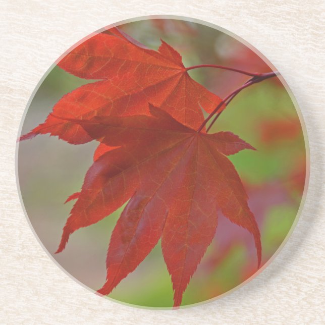 Red Tree Leaves Drink Coaster (Front)