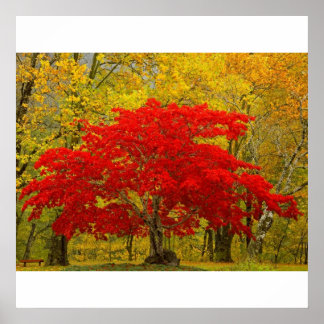 Red Tree Poster