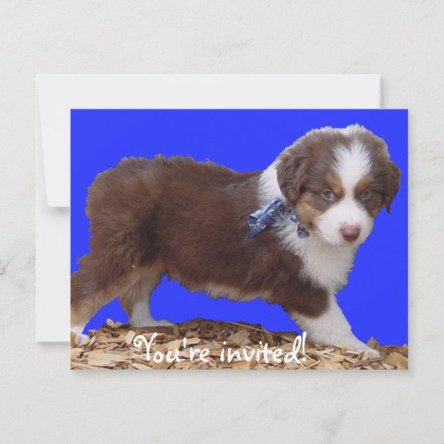 Red Tri Aussie Puppy Invitation (Front)