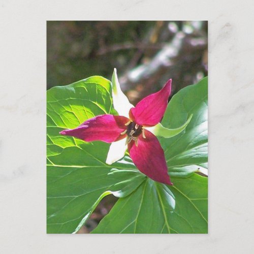 Red Trillium Flower Postcard
