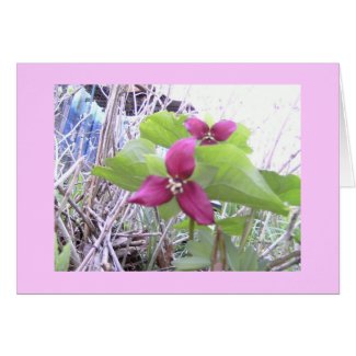 Red Trilliums Card