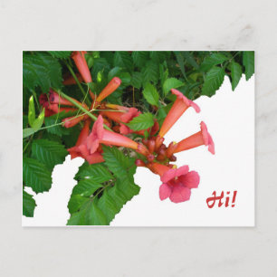 Red Trumpet Vine Postcard