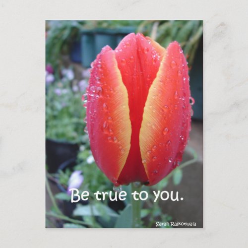 Red Tulip and Raindrops floral Be True To You Postcard