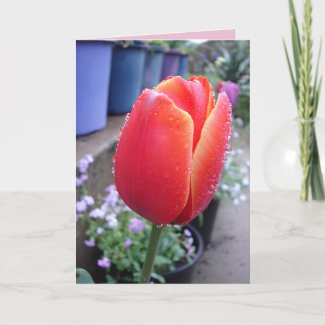 Red Tulip and Raindrops floral flowers Card (Front)