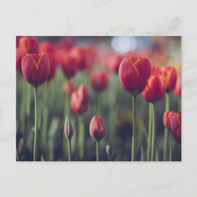 Red Tulip and Rose Floral Flowers Photography Postcard (Front)
