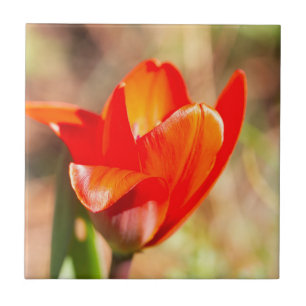 Red Tulip Blossom Ceramic Tile