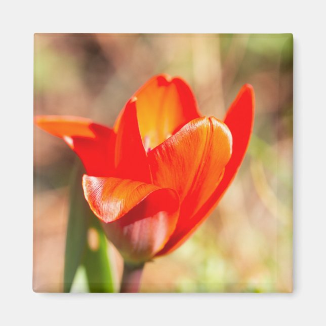Red Tulip Blossom Magnet (Front)