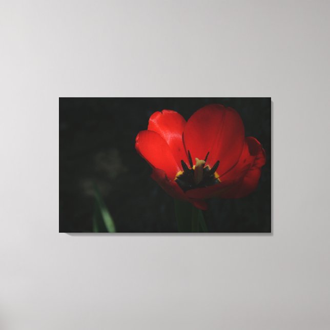 Red Tulip Canvas Print (Front)