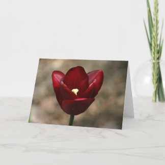 Red Tulip Card