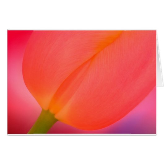 Red Tulip Close-up Cards (Front Horizontal)