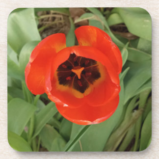 Red Tulip Coster Beverage Coaster