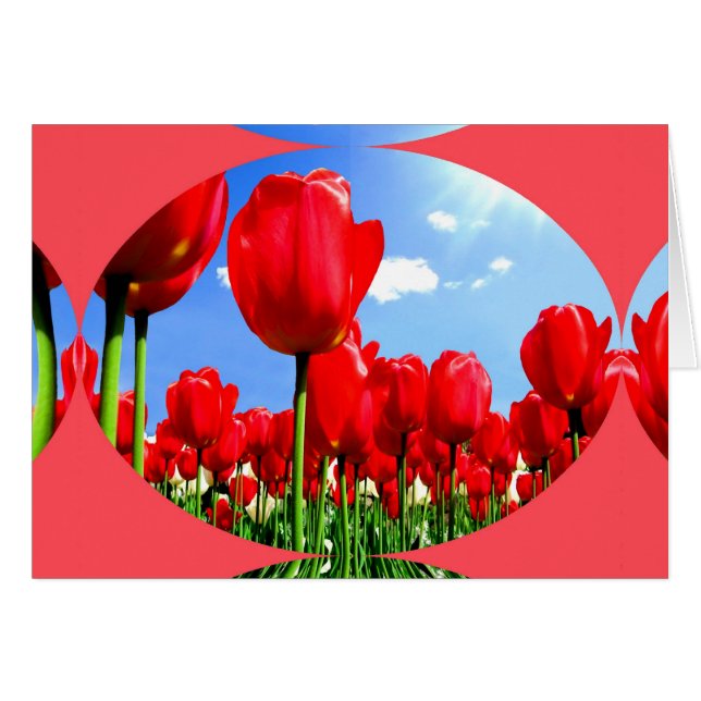 Red Tulip Delight Cards (Front Horizontal)