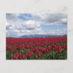 Red Tulip Field Postcard at Zazzle