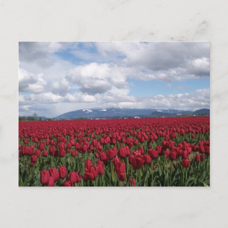 Red Tulip Field Postcard