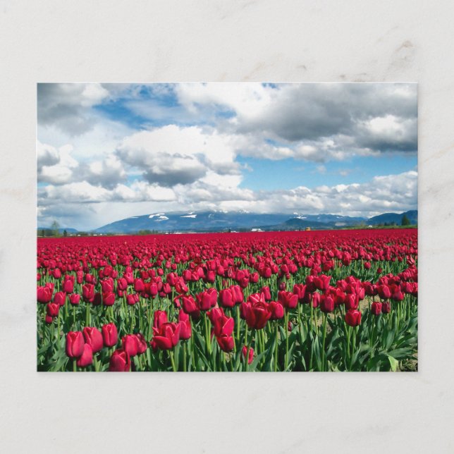Red Tulip Field Postcard (Front)