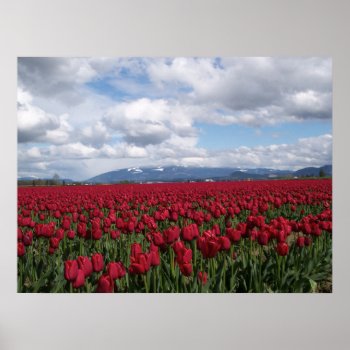 Red Tulip Field Poster by northwest_photograph at Zazzle