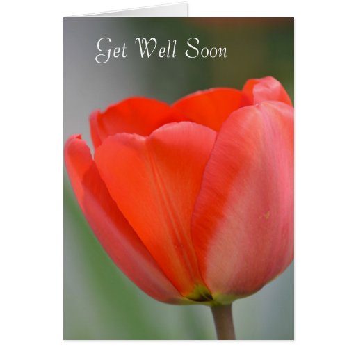Red Tulip Floral Get Well Soon Cards | Zazzle