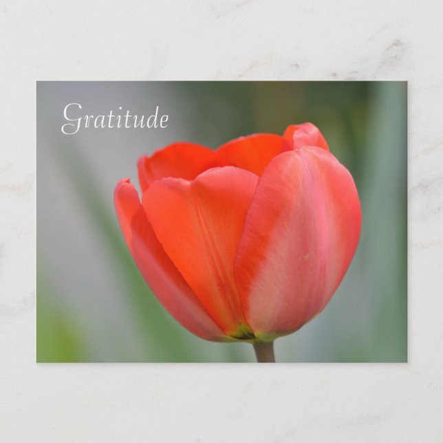 Red Tulip Floral Gratitude Postcard (Front)