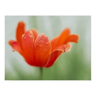 Red Tulip Flower Close-up Petal Nature Photography Poster