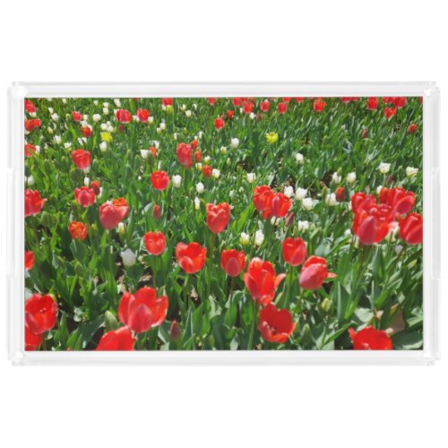 Red Tulip Flower Field Nature Photography Acrylic Tray