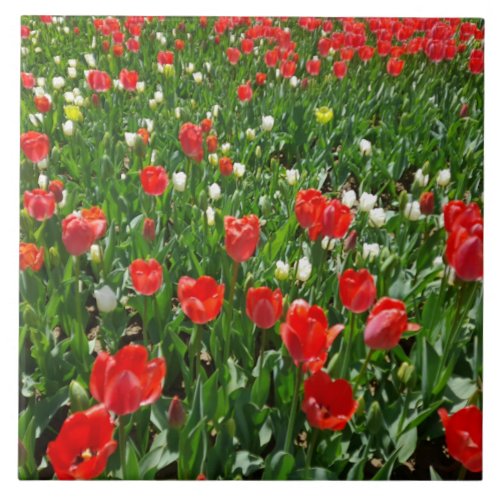 Red Tulip Flower Field Nature Photography Ceramic Tile