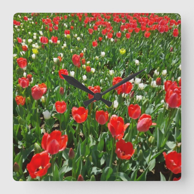 Red Tulip Flower Field Nature Photography Square Wall Clock (Front)