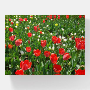 Red Tulip Flower Field Photo Paperweight