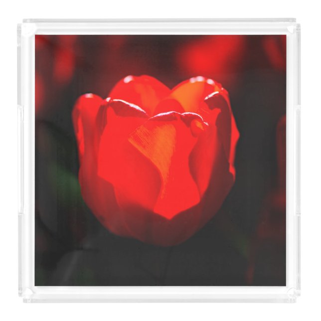 Red Tulip Flower - Fire Acrylic Tray (Large)