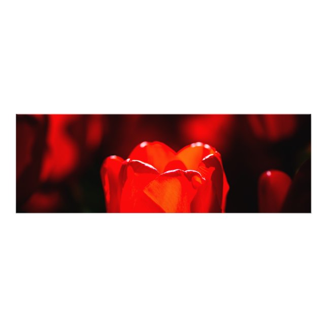 Red Tulip Flower - Fire Photo Print (Front)