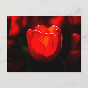 Red Tulip Flower - Fire Postcard