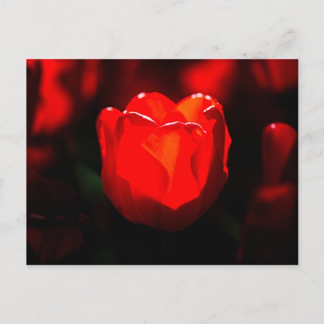 Red Tulip Flower - Fire Postcard (Front)