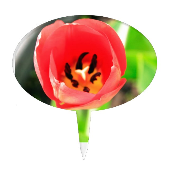 Red Tulip Flower Photograph Cake Topper (Front)