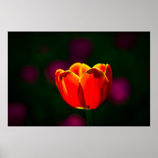 Red tulip flower poster (Front)